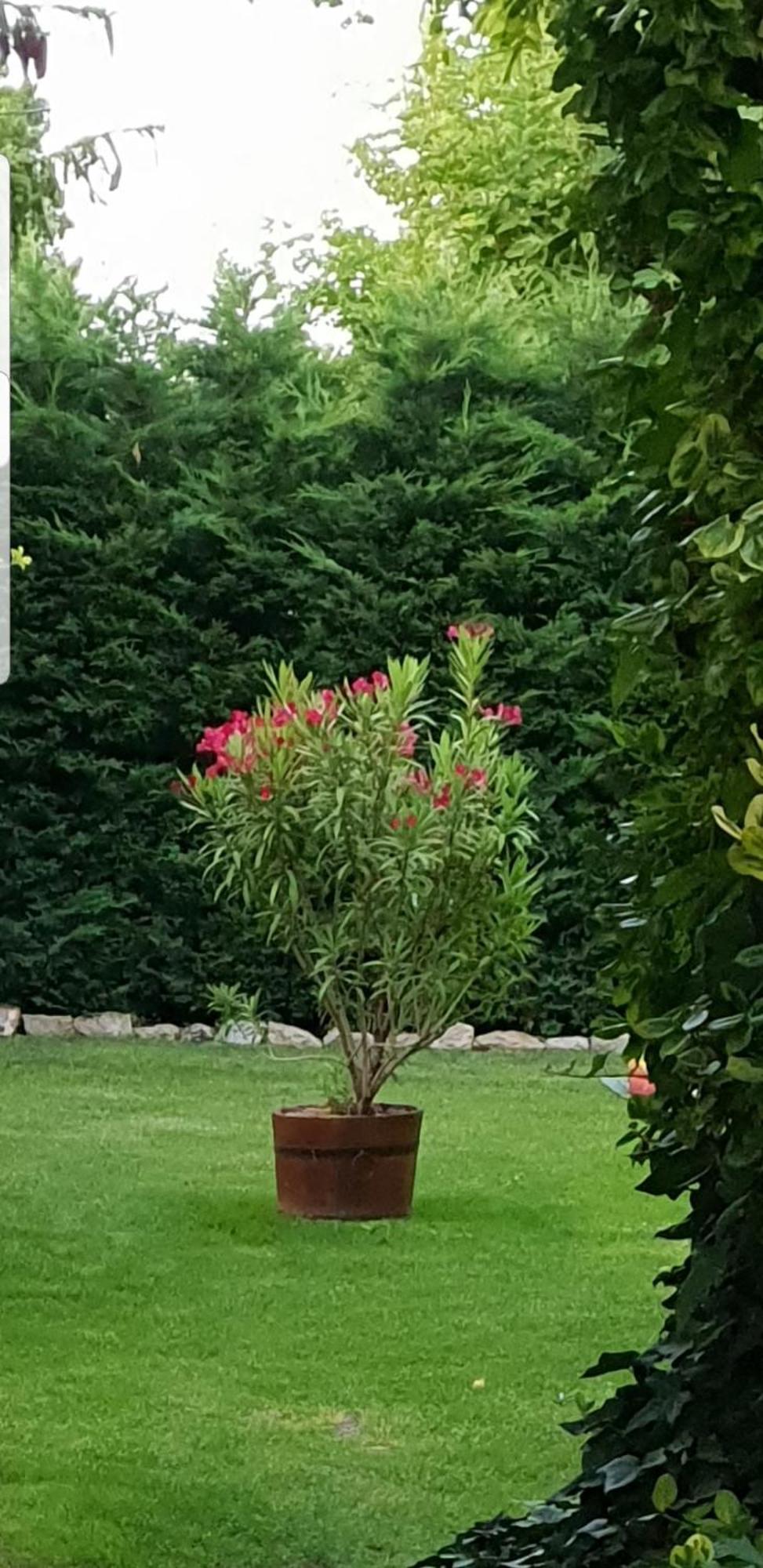 Fuered Deluxe Garden Apartment Balatonfüred Eksteriør billede